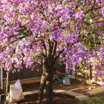 Cet arbre pousse aussi vite que le bambou, mais sa floraison remarquable révèle son vrai atout