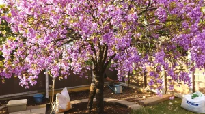 Cet arbre pousse aussi vite que le bambou, mais sa floraison remarquable révèle son vrai atout