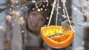 « Je l’ai posée hier, ils sont venus ce matin » : ma mangeoire maison faite en 5 minutes attire les oiseaux